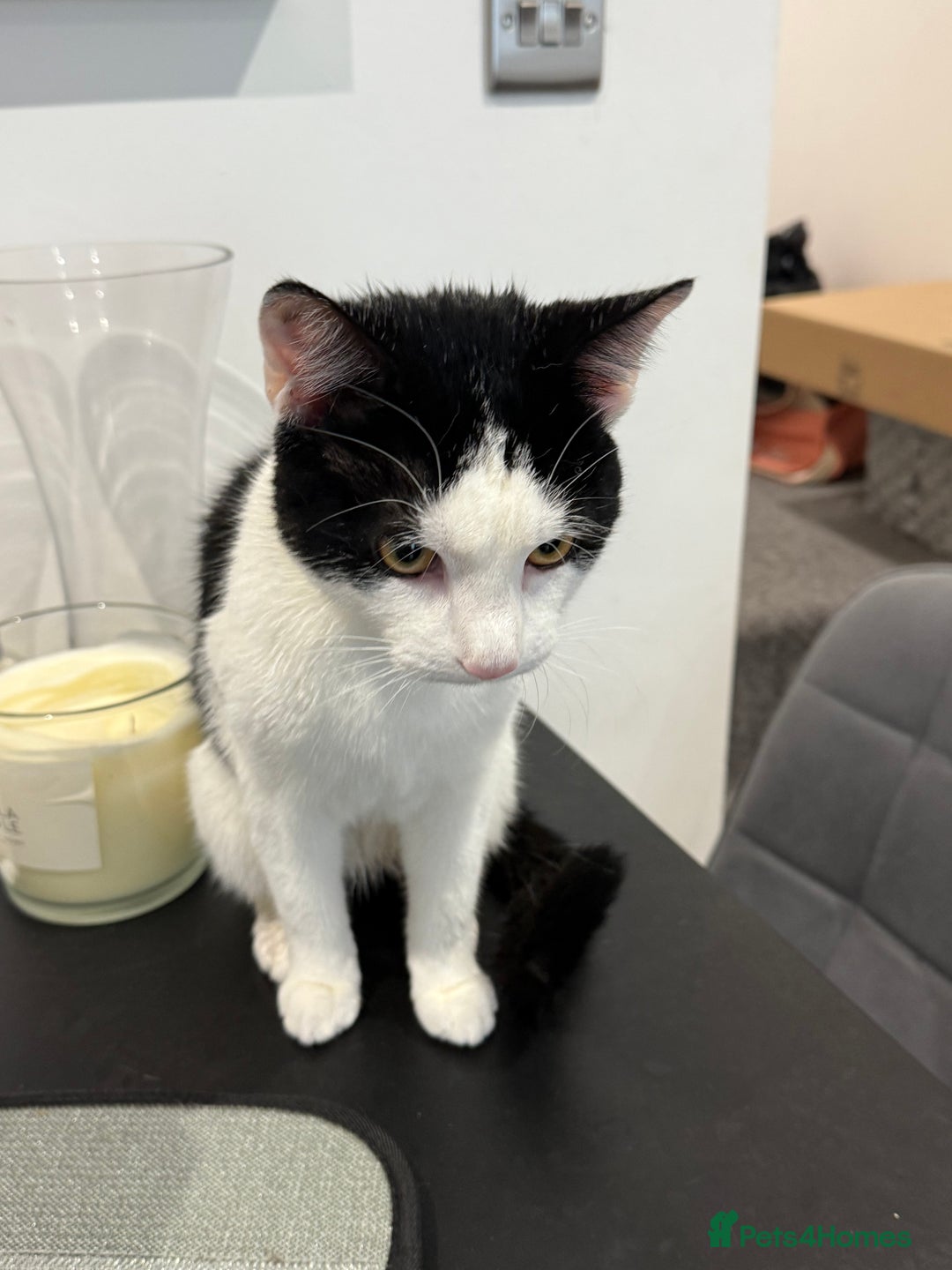 Domestic Shorthair cats for sale: Looking for a Loving Home for Our Two Cats! 🐾 - Image 8