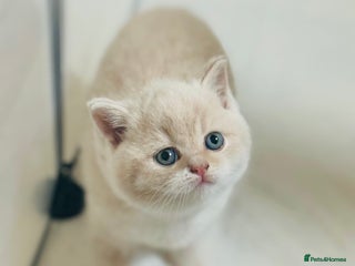 British Shorthair cats GCCF Registered - British Shorthair Kittens - Advert 1