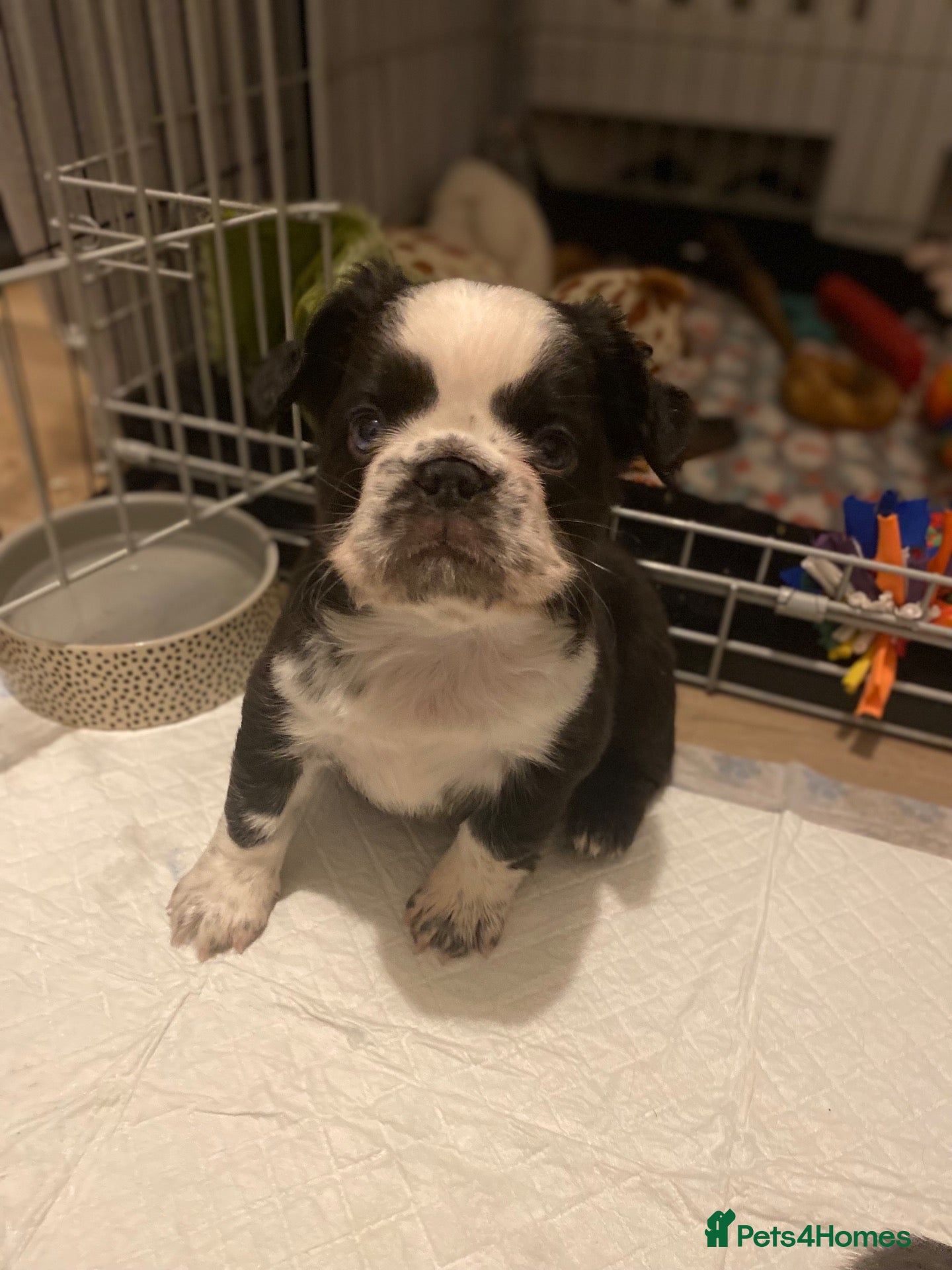 French Bulldog dogs 🐾 FLUFFY FRENCHIE GIRLS 🐾  - Advert 18
