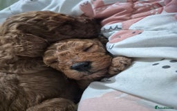 Cavapoo dogs for sale: Beautiful red cavapoo babies - Image 2