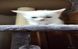 British Shorthair cats for sale: x6 Gorgeous Kittens looking for forever homes - Image 15