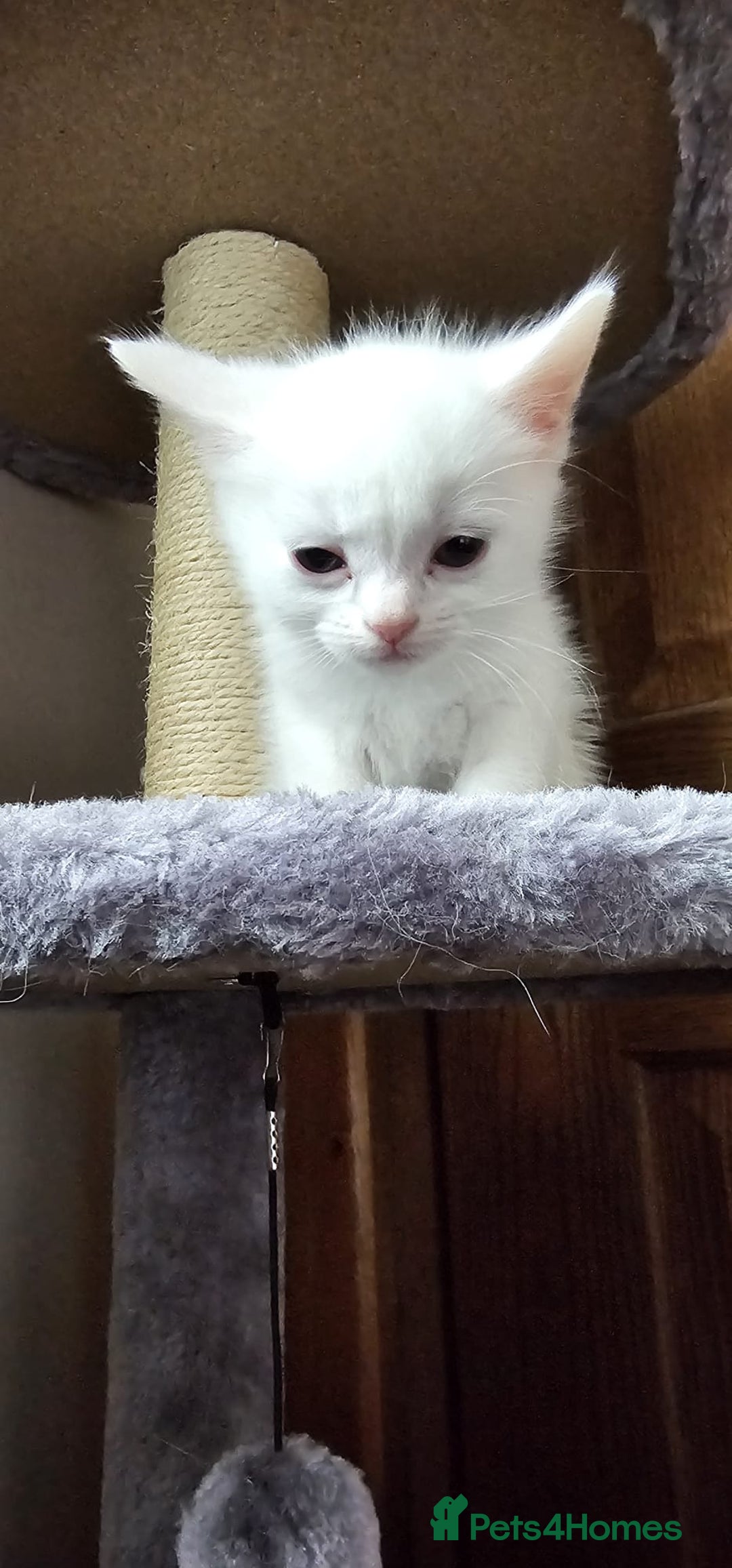 British Shorthair cats for sale: x6 Gorgeous Kittens looking for forever homes - Image 15