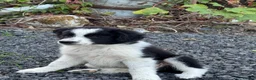 Border Collie dogs for sale: 2 border collie Pups- Ready to go now! - Advert 22