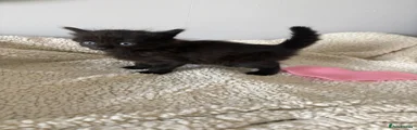 Mixed Breed Kitten 6