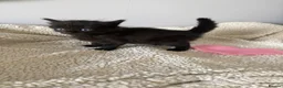 Mixed Breed cats for sale: Stunning kittens  - Advert 7