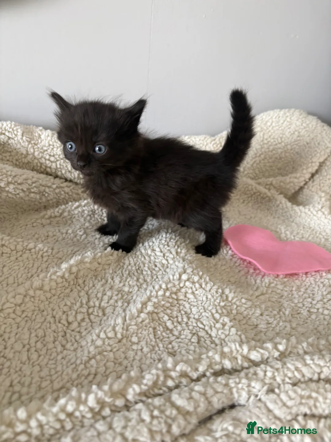 Mixed Breed cats for sale: Stunning kittens  - Advert 7
