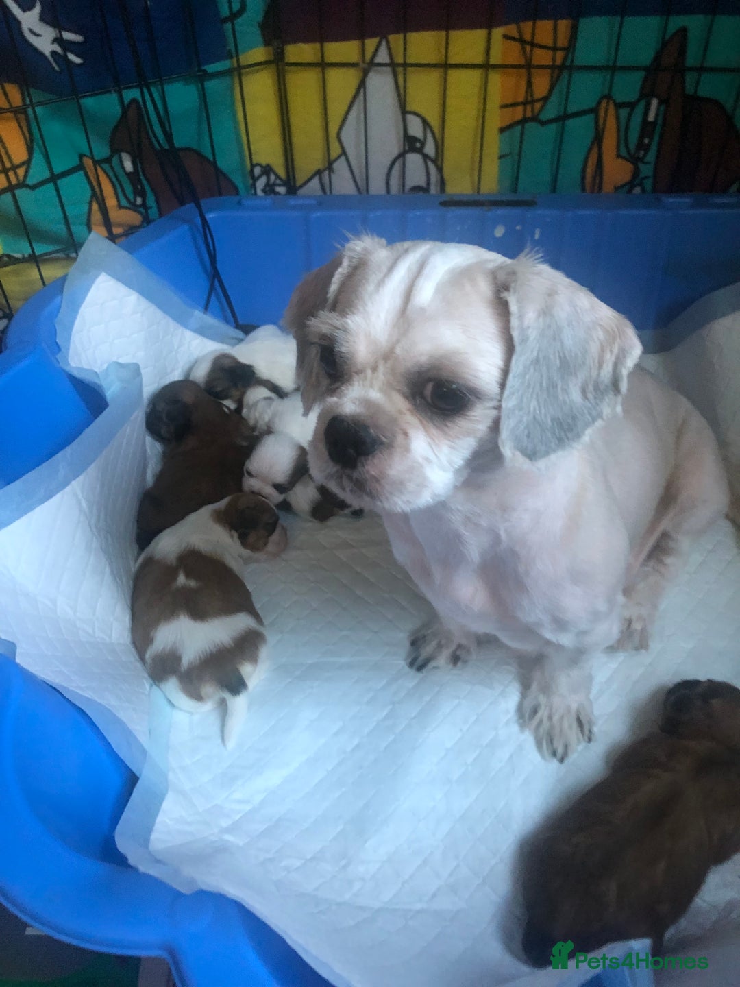 Shih Tzu dogs for sale: Angel’s Shih zhus  - Image 15