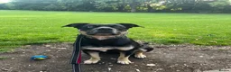 Mixed Breed dogs for sale: shadow for rehoming - Advert 1
