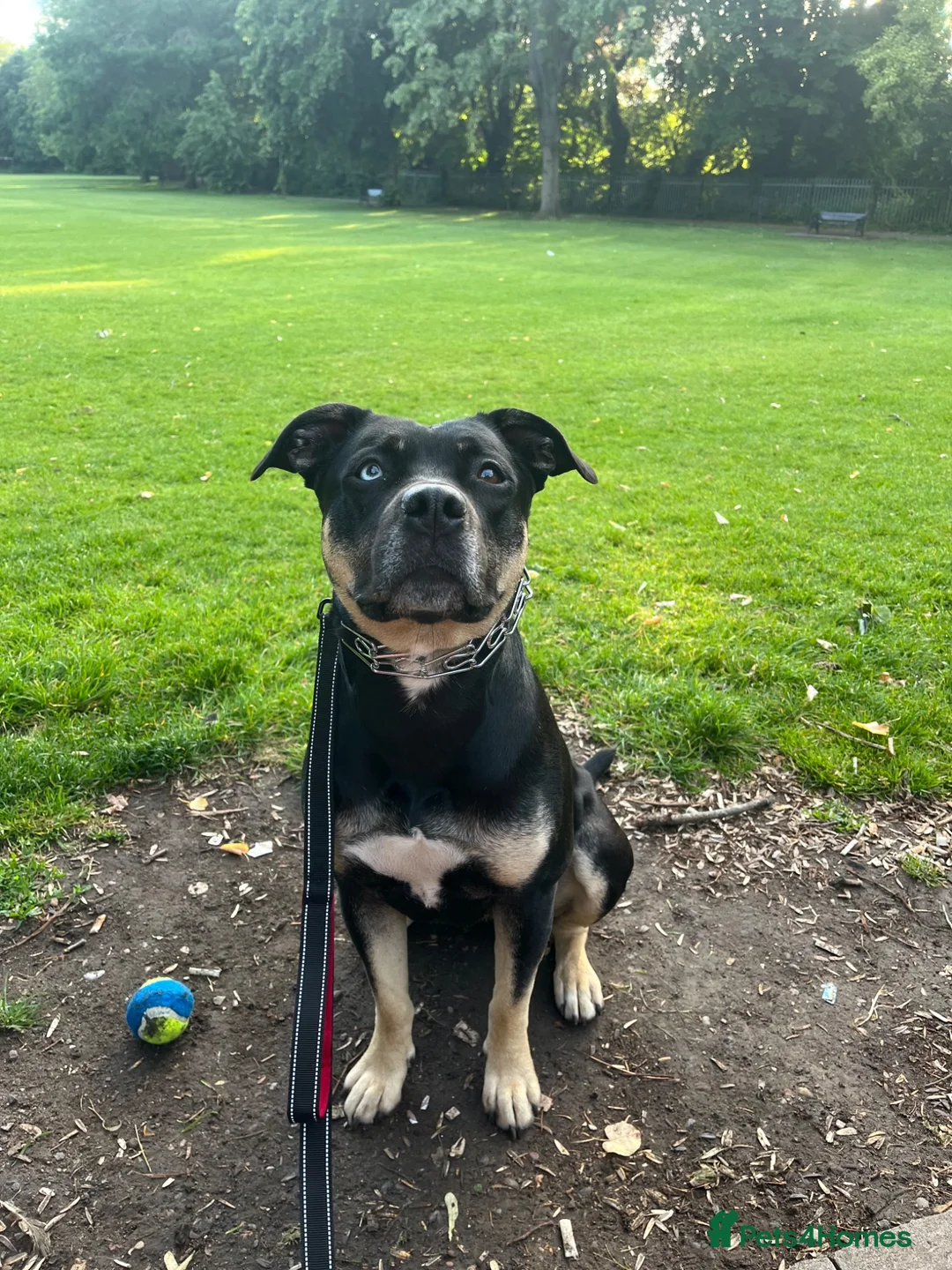Mixed Breed dogs for sale: shadow for rehoming - Advert 1