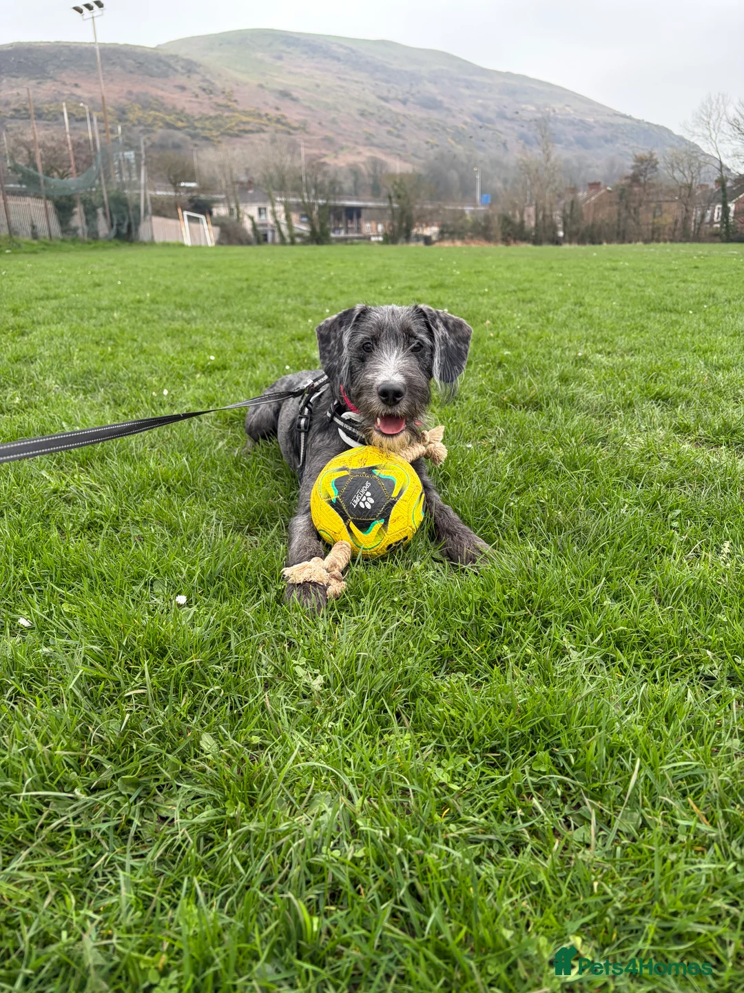 Mixed Breed dogs for sale: Dalmadoodle - Advert 2