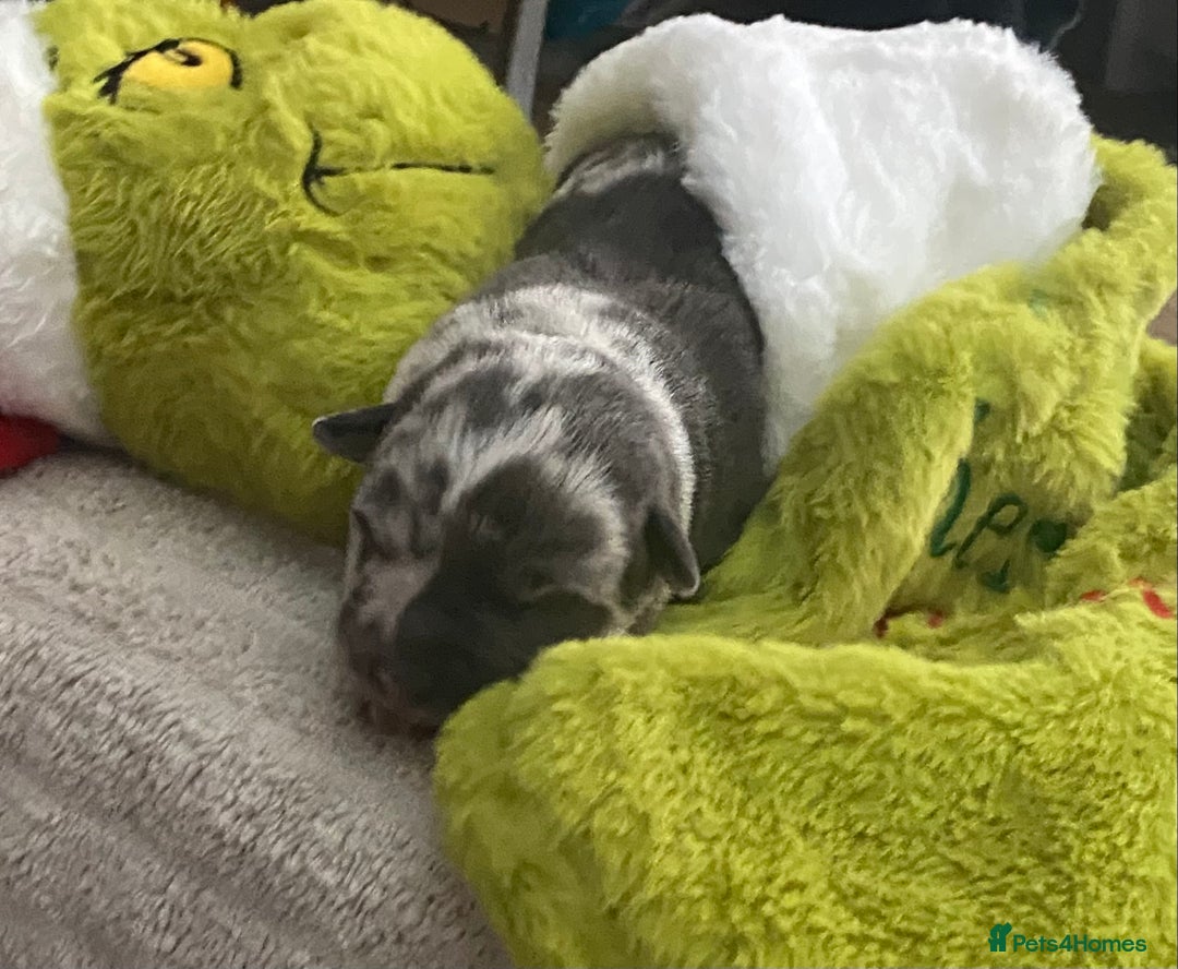 Mixed Breed dogs for sale: Can shepards - Advert 18