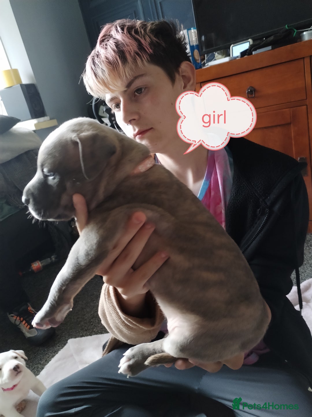American Bulldog dogs for sale: 4 gorgous pups - Image 3