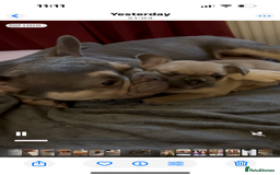 French Bulldog dogs for sale: French bulldog puppies  - Image 2
