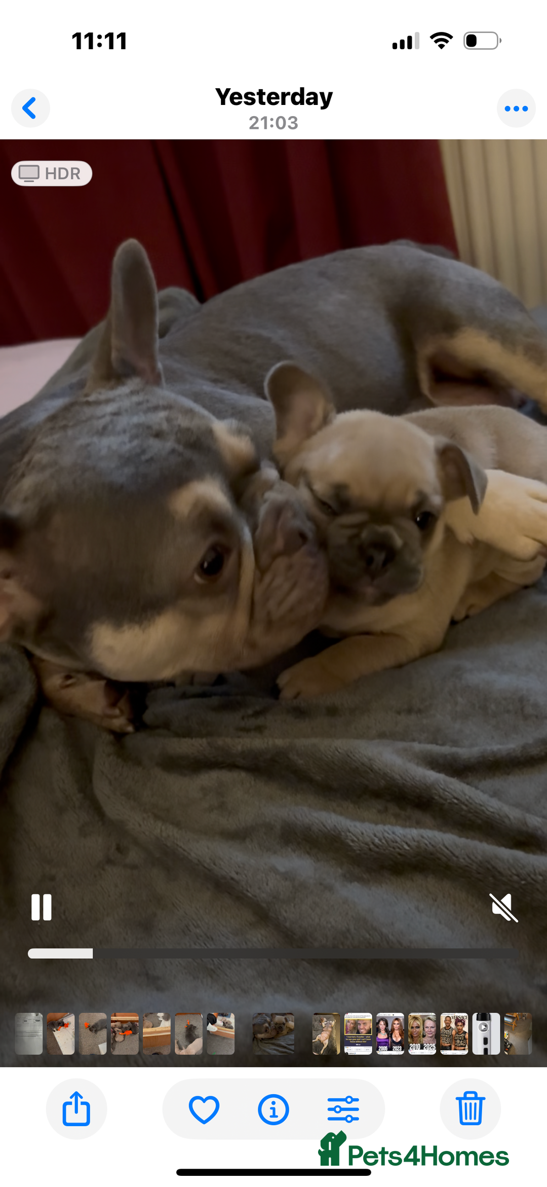 French Bulldog dogs for sale: French bulldog puppies  - Image 2