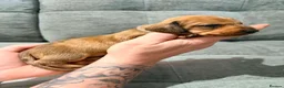 Miniature Dachshund dogs for sale: Beautiful KC Registered Puppies – 6 Boys & 1 Girl - Advert 3