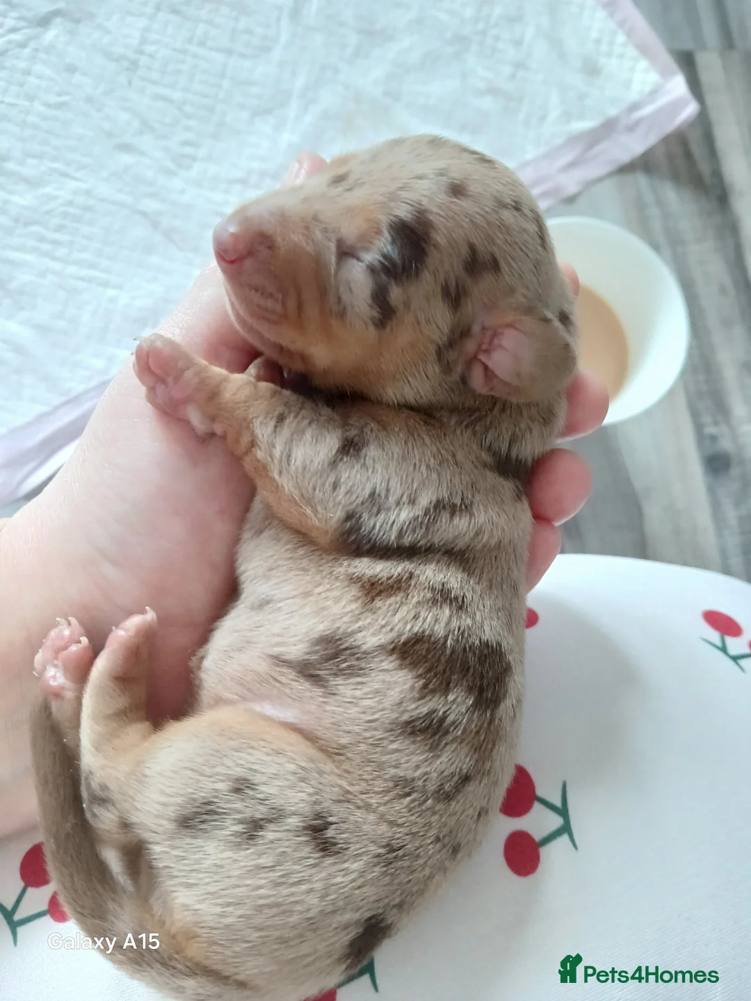 Miniature Dachshund dogs for sale: Miniature dachshunds  - Advert 5