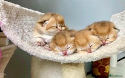 British Shorthair cats for sale: 🔥Champion Line Golden British Shorthair Kittens🔥 - Image 3