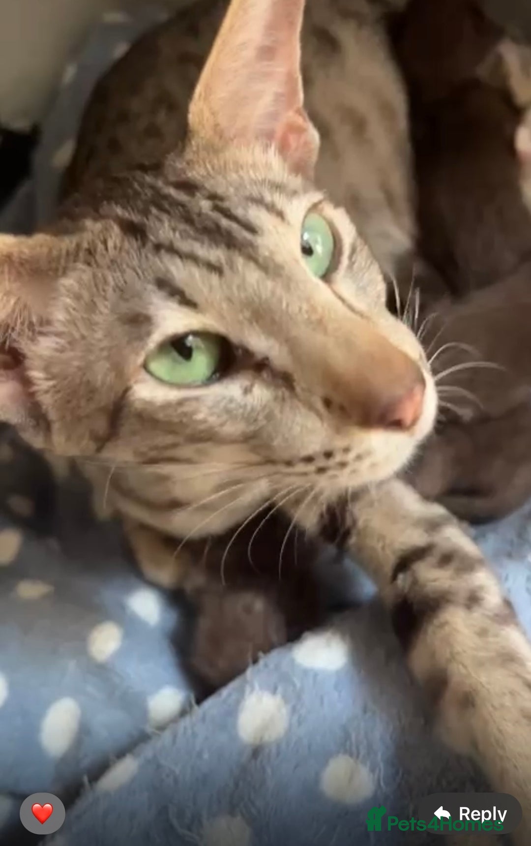 Oriental cats for sale: Havana Silky Coat Beauty  - Advert 2