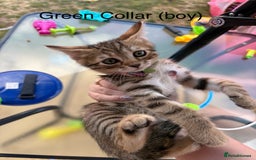 Bengal cats for sale: Beautiful litter of spotted Bengal kittens - Ready - Image 17