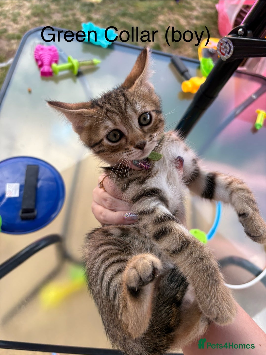 Bengal cats for sale: Beautiful litter of spotted Bengal kittens - Ready - Image 17