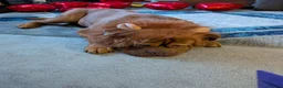 Dogue De Bordeaux dogs for sale: Thor and storm  in Mauchline - Advert 20