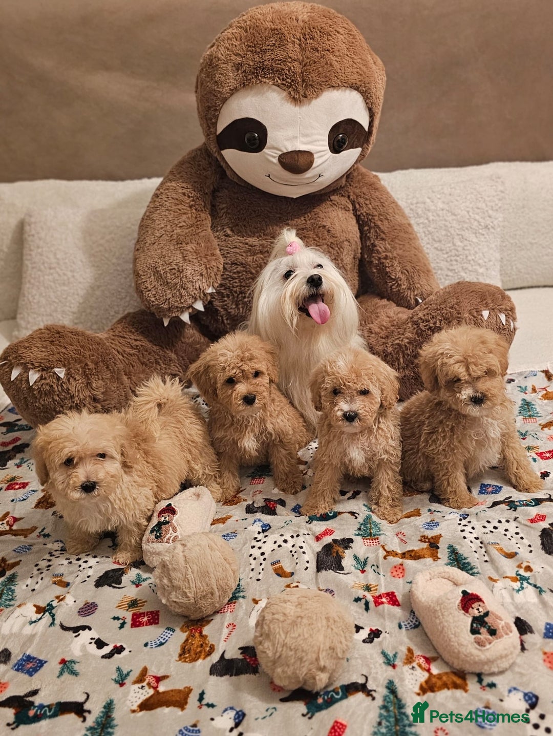 Maltipoo dogs for sale: Amazing apricot color Maltipoo puppies! - Advert 19