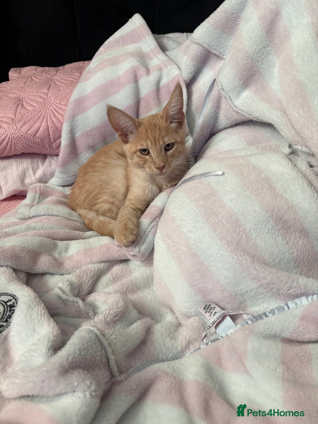 Mixed Breed cats for sale: Maine coon x boy  - Advert 4