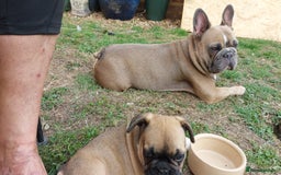 French Bulldog dogs for sale: BINGO  - Image 9