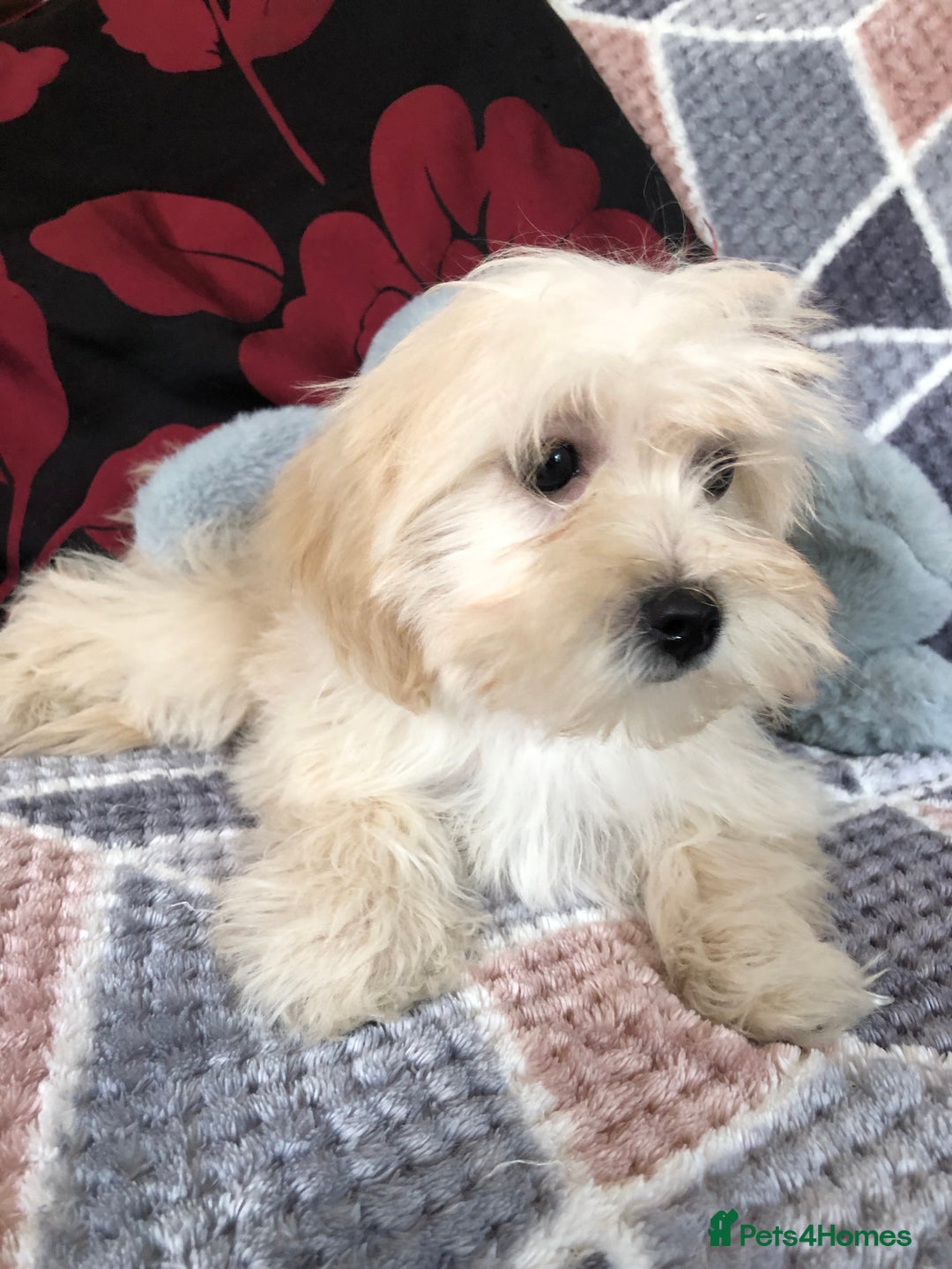 Maltipoo dogs for sale: maltipoo puppies for sale  - Image 10