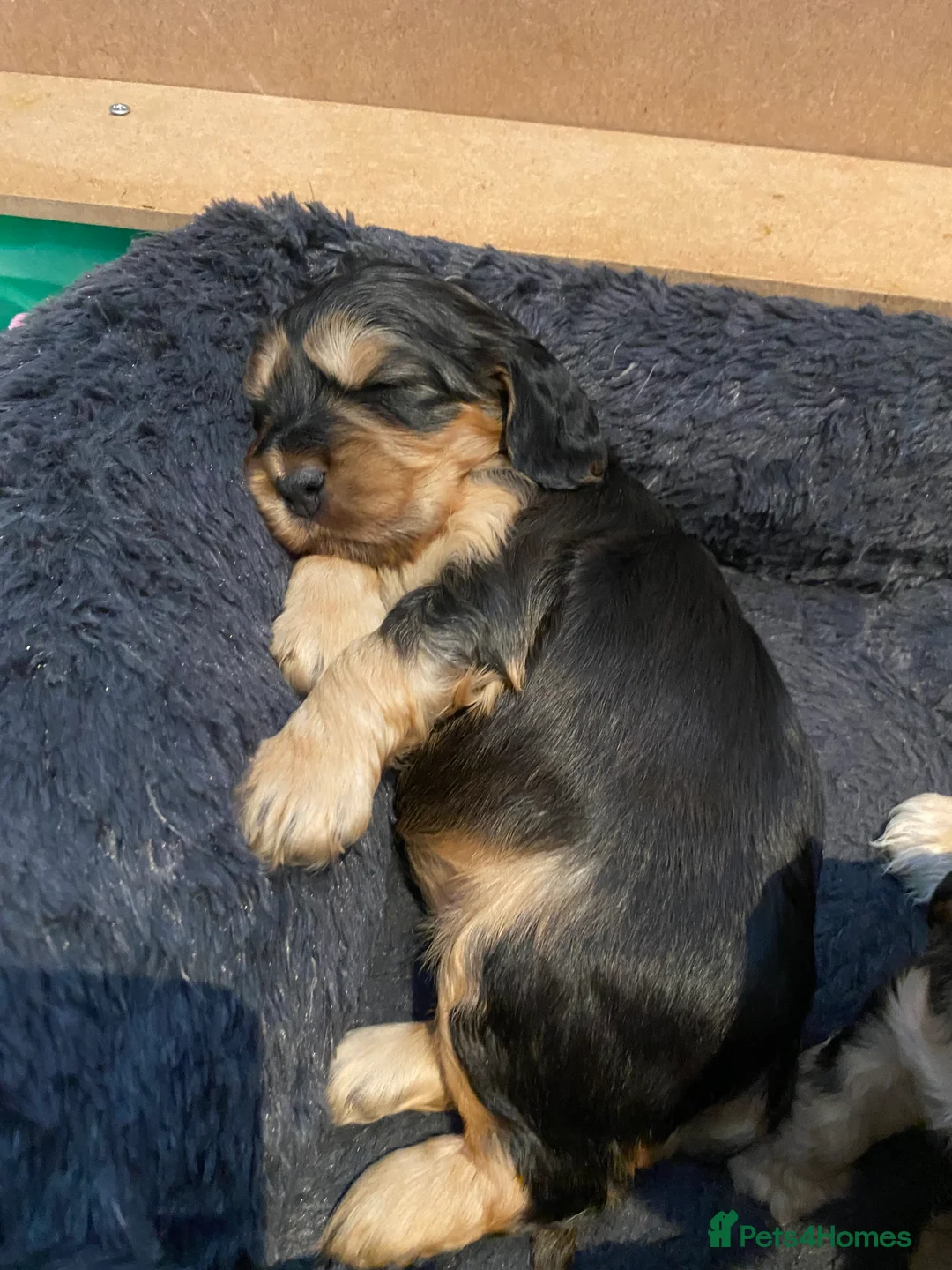 Cocker Spaniel dogs for sale: 4 gorgeous KC cocker spaniel puppies - Advert 11
