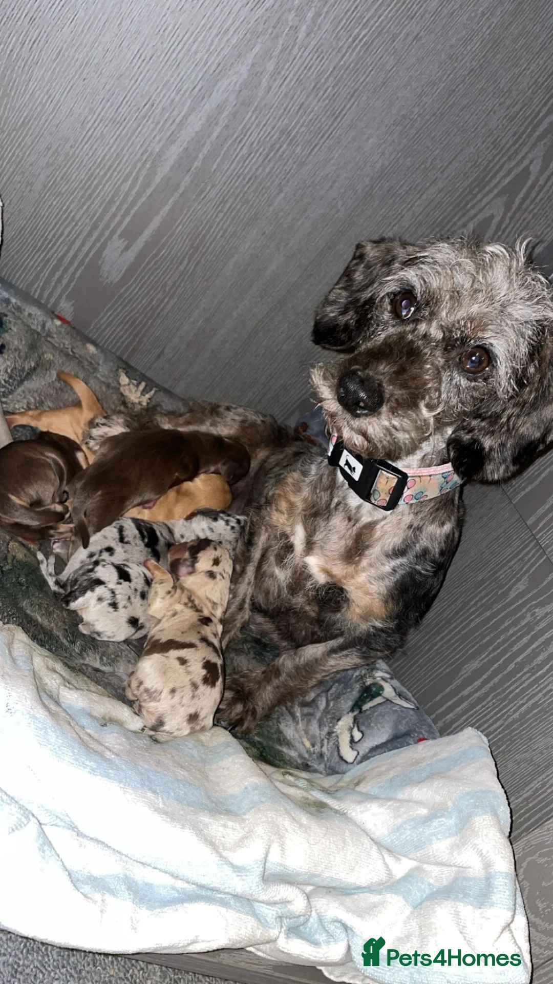 Miniature Dachshund dogs for stud: KC reg Isabella & Tan Stud! Free ovulation test in Stockton-on-Tees - Advert 12