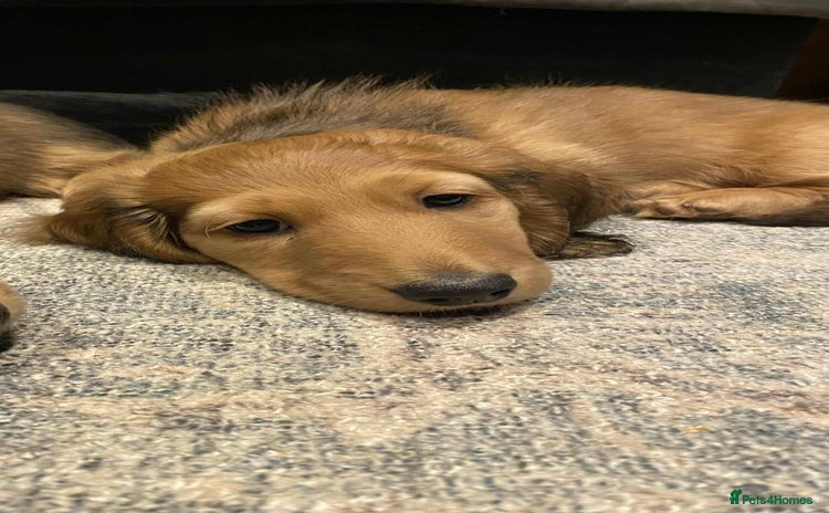 Miniature Dachshund dogs - Advert 6