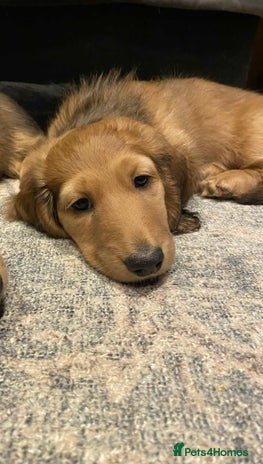 Miniature Dachshund dogs - Advert 12