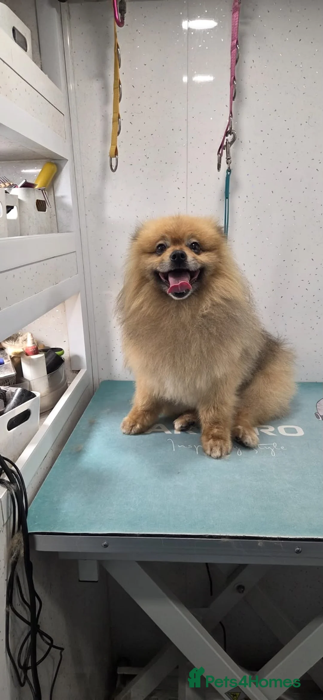 Pomeranian dogs for sale: Beautiful Teddy bear Pom puppies in Maidstone - Advert 16