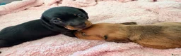 Miniature Dachshund dogs for sale: 2 x miniature dachshunds  in Colchester - Advert 12