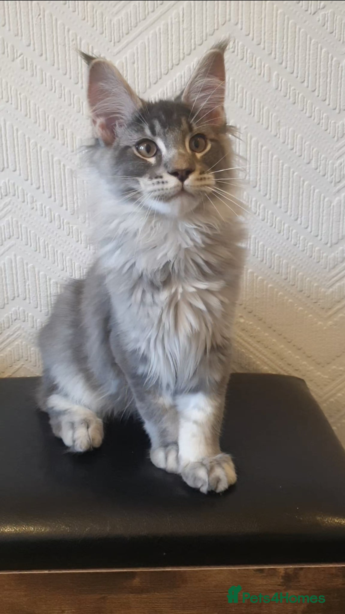 Maine Coon cats 🏅GCCF🏅 pure maine coon kittens  - Advert 17