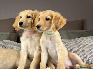 Goldendoodle dogs ABSOLUTELY GORGEOUS DOODLES - Advert 17