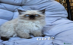 Persian cats for sale: Persian girl2 - PERSIAN HIMALAYAN Kittens for Sale!   - Image 2