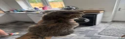 Mixed Breed cats for sale: 4 beautiful kittens - Advert 3