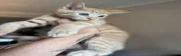 Mixed Breed cats for sale: Half Maine Coon Males - Advert 3