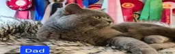 British Shorthair cats for sale: Full Breed British Blue Shorthair Kittens - Advert 3