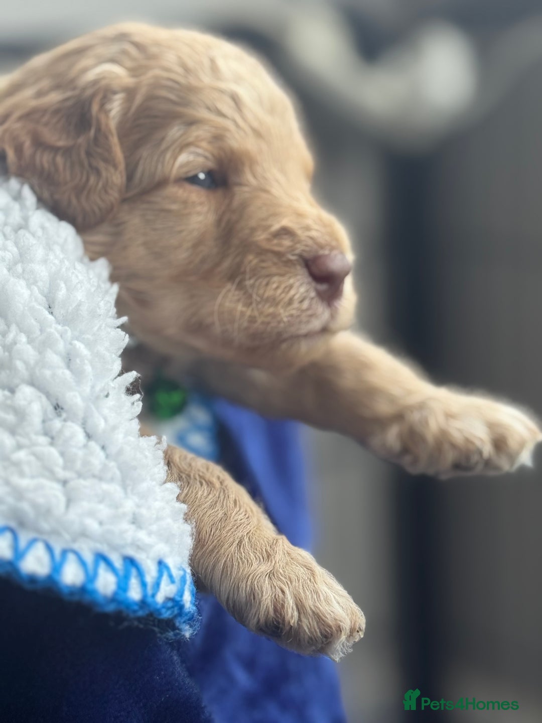 Australian Labradoodle dogs for sale: Genuine Australian Labradoodle (not poodle-lab mix in Wallington - Image 24