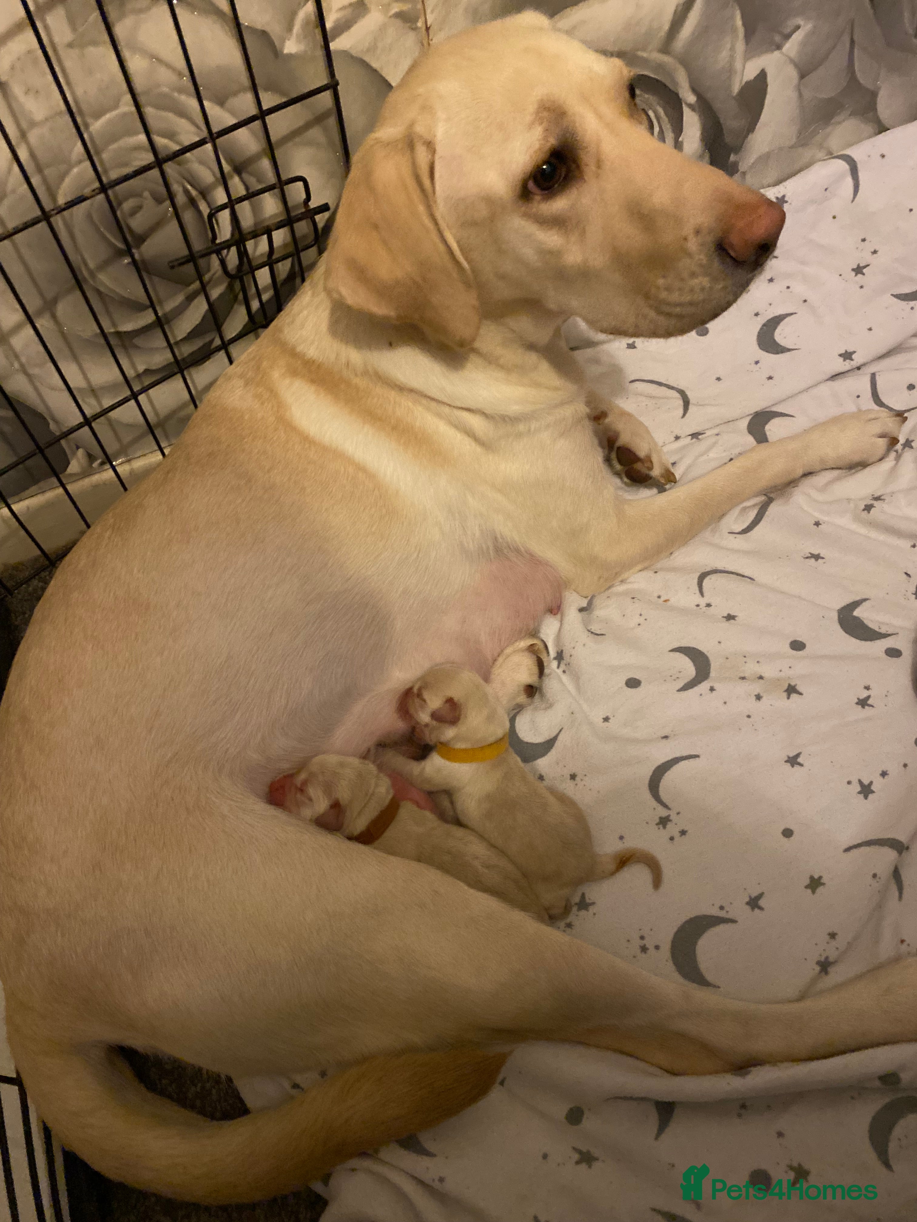 Labrador Retriever dogs Labrador last boy - Advert 1