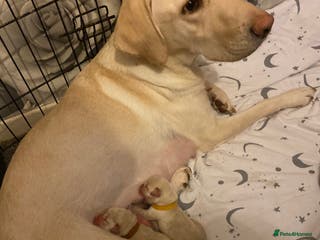 Labrador Retriever dogs Labrador last boy - Advert 1