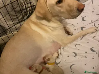 Labrador Retriever dogs Labrador last boy - Advert 17