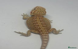 Bearded Dragon reptiles for sale: Baby beardies - Image 3