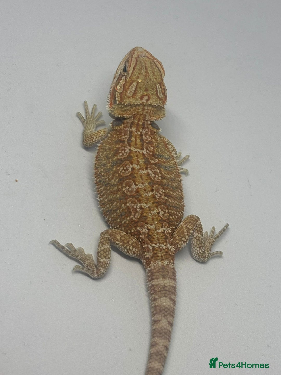 Bearded Dragon reptiles for sale: Baby beardies - Image 3