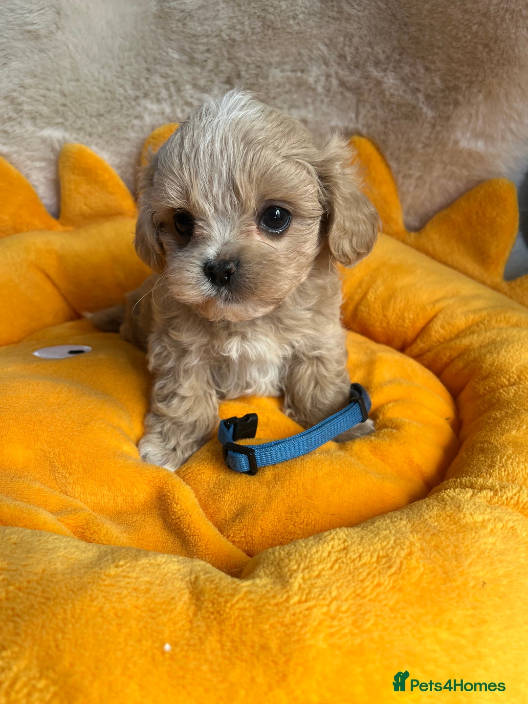 Maltipoo dogs for sale: Stunning Malticavapoo puppies NORTH STAFFORDSHIRE - Image 14