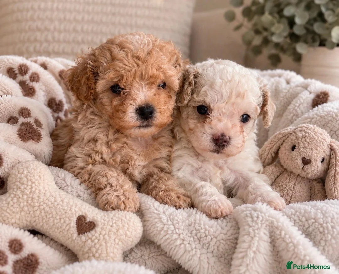Maltipoo dogs for sale: 2X ADORABLE MALTIPOO PUPPIES in Cannock - Advert 1