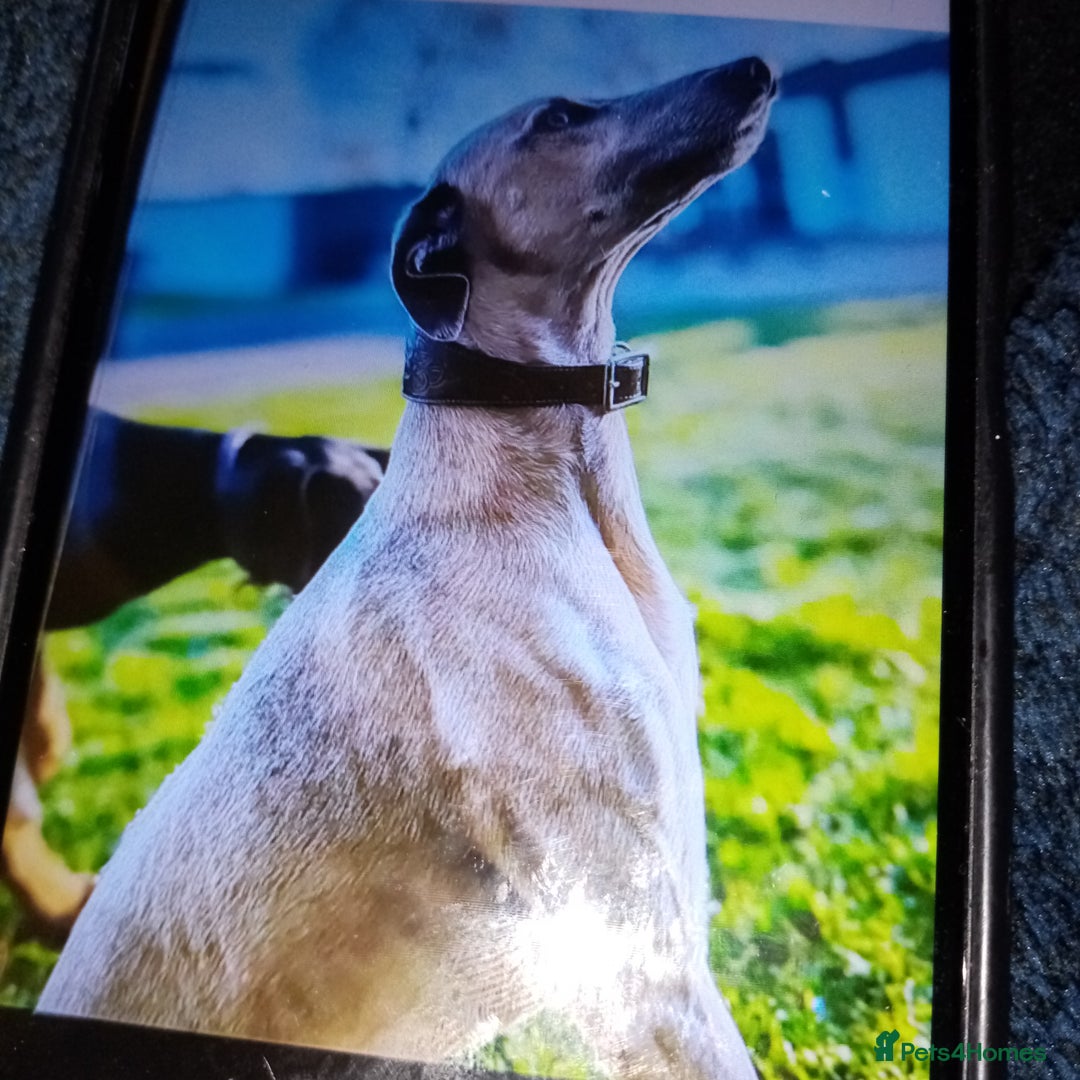 Lurcher dogs for sale: Bedlington whippet greyhound pups  - Advert 8